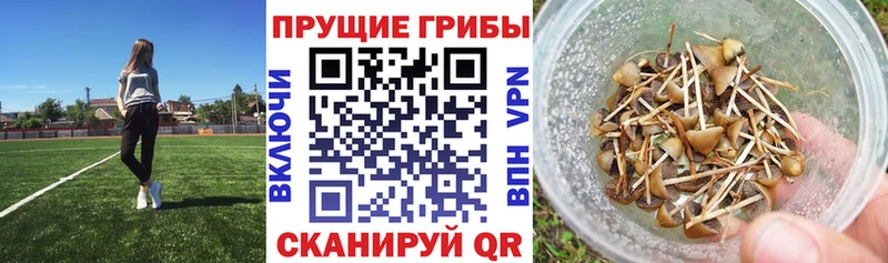 Галлюциногенные грибы ЛСД  купить   Буинск 